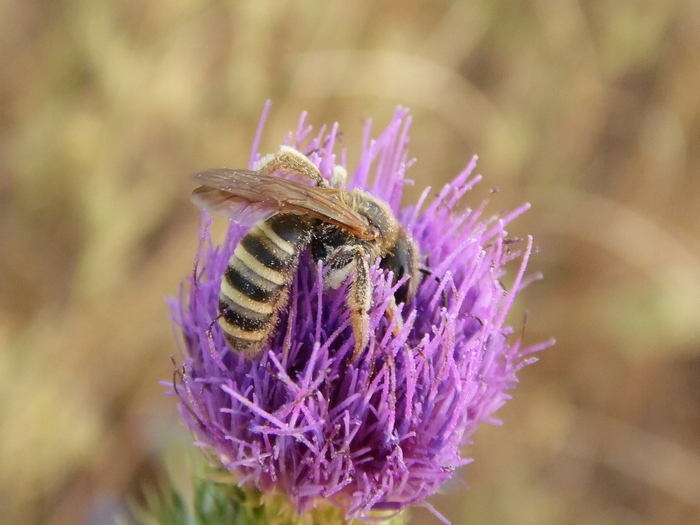 Maschio di Halictus scabiosae